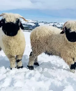 sheep in snow Diamond Paints