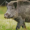 wild boar animal Diamond With Numbers