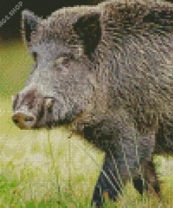 wild boar animal Diamond With Numbers