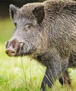 wild boar animal Diamond With Numbers