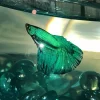 Betta Smaragdina Diamond Painting