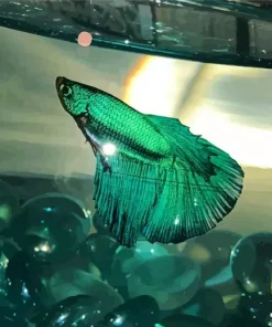 Betta Smaragdina Diamond Painting