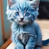 Blue Baby Cat Diamond Painting
