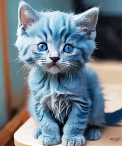 Blue Baby Cat Diamond Painting