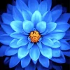Blue Dahlia Diamond Painting