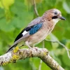 Eurasian Jay Bird Diamond Painting