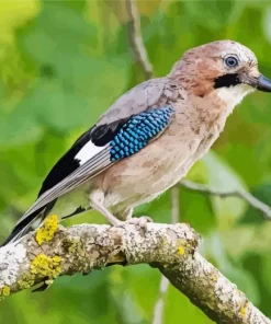 Eurasian Jay Bird Diamond Painting