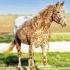 Appaloosa Leopard Diamond Painting