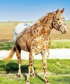 Appaloosa Leopard Diamond Painting