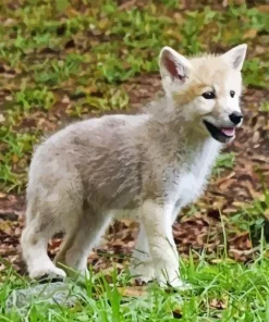 Baby Wolf Diamond Painting