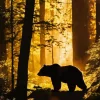 Bear Silhouette Diamond Painting