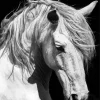 Beautiful White Stallion Diamond Painting