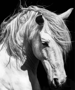 Beautiful White Stallion Diamond Painting