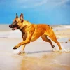 Belgian Malinois Dog Diamond Painting