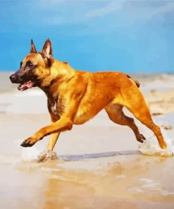 Belgian Malinois Dog Diamond Painting