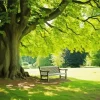 Bench Under A Tree Diamond Painting