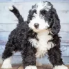 Bernedoodle Puppy Diamond Painting