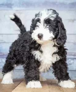 Bernedoodle Puppy Diamond Painting