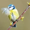 Bird Blue Tit Diamond Painting