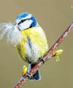 Bird Blue Tit Diamond Painting