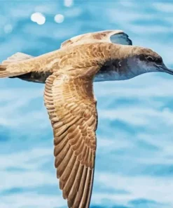 Bird Flying Over Ocean Diamond Painting
