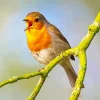 Bird Singing Diamond Painting