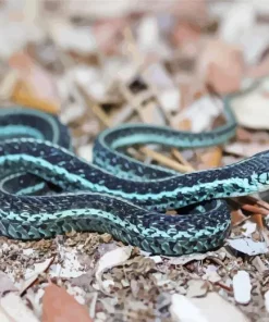 Black And Blue Snake Diamond Painting