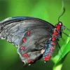 Black And Red Butterfly Diamond Painting