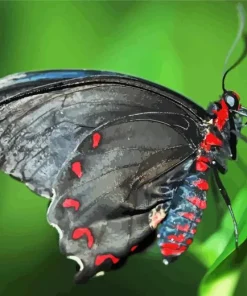 Black And Red Butterfly Diamond Painting