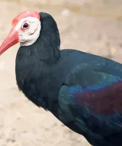 Black And Red Ibis Diamond Painting