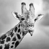 Black And White Giraffe Diamond Painting