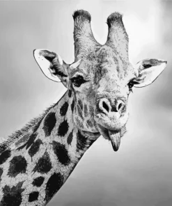 Black And White Giraffe Diamond Painting