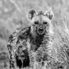 Black And White Hyena Diamond Painting