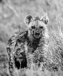 Black And White Hyena Diamond Painting