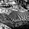 Black And White Leopard Diamond Painting