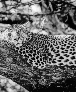 Black And White Leopard Diamond Painting