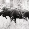 Black And White Moose Diamond Painting