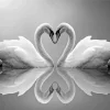 Black And White Swan Diamond Painting