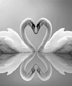 Black And White Swan Diamond Painting