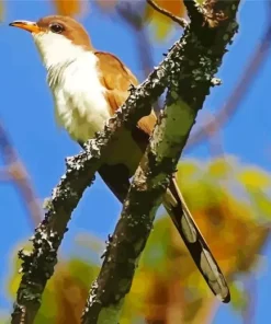 Black Billed Cuckoo Diamond Painting