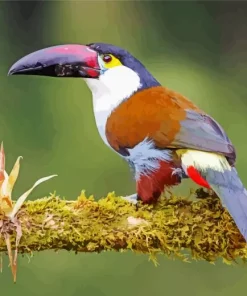 Black Billed Mountain Toucan Diamond Painting