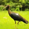 Black Ibis Bird Diamond Painting