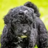 Black Mini Labradoodle Diamond Painting