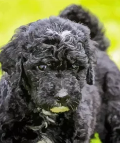 Black Mini Labradoodle Diamond Painting