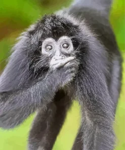 Black Monkey Diamond Painting
