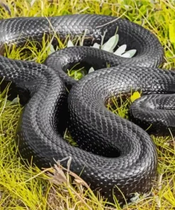 Blue Bellied Black Snake Diamond Painting