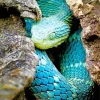 Blue Bush Viper Diamond Painting