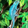 Blue Chameleon Diamond Painting
