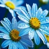 Blue Chamomile Flowers Diamond Painting