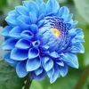 Blue Chrysanthemum Diamond Painting